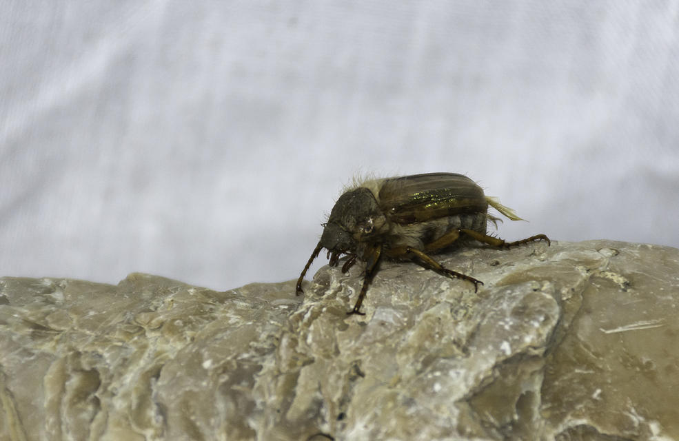 Amphimallon solstitiale - bordás sárgacserebogár