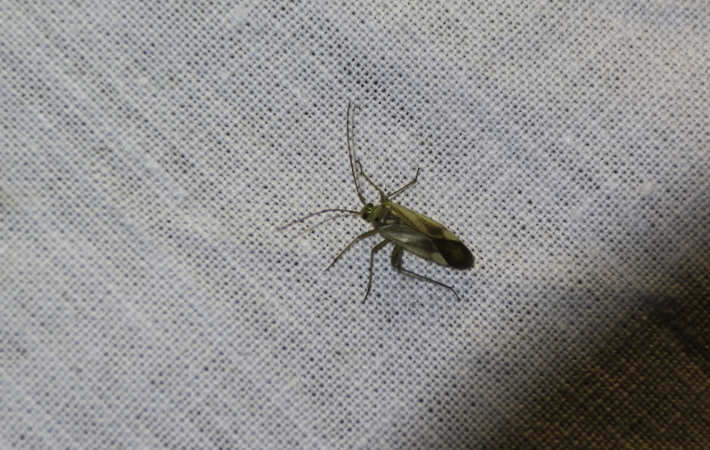 Adelphocoris lineolatus - lucernapoloska