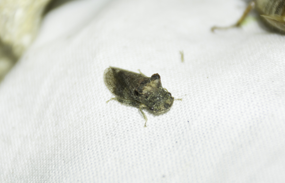 Ledra aurita - füleskabóca