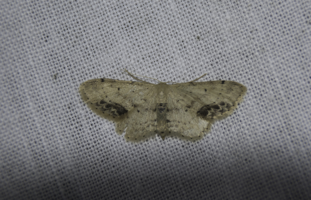 Idaea dimidiata - gyakori apróaraszoló