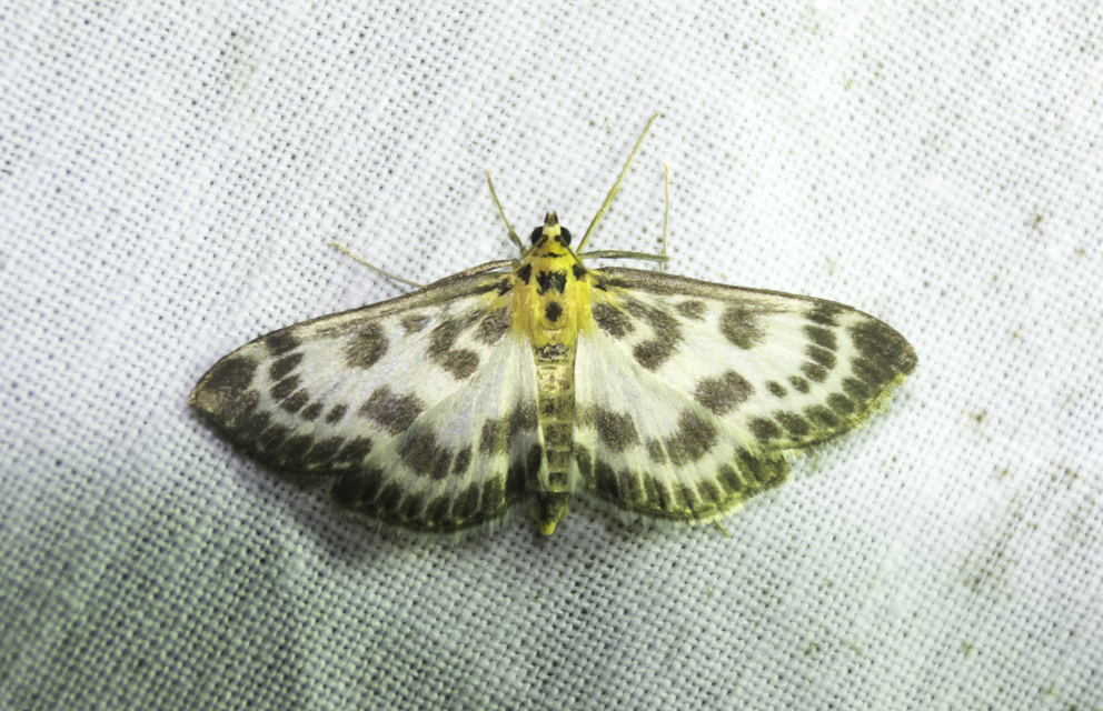 Anania hortulata - tarka csalánmoly