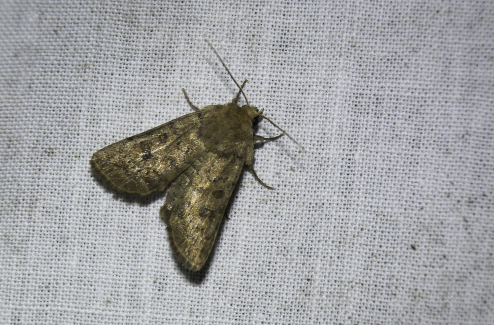 Hoplodrina octogenaria - barna selymesbagoly