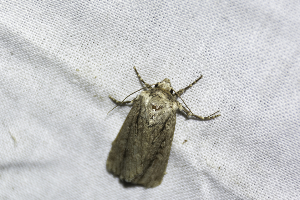 Dichagyris signifera - pompás földibagoly