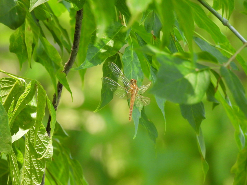 Crocothemis erythraea - skarlát szitakötő