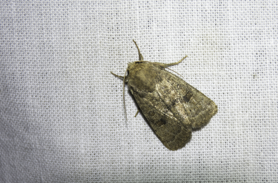 Hoplodrina octogenaria - barna selymesbagoly