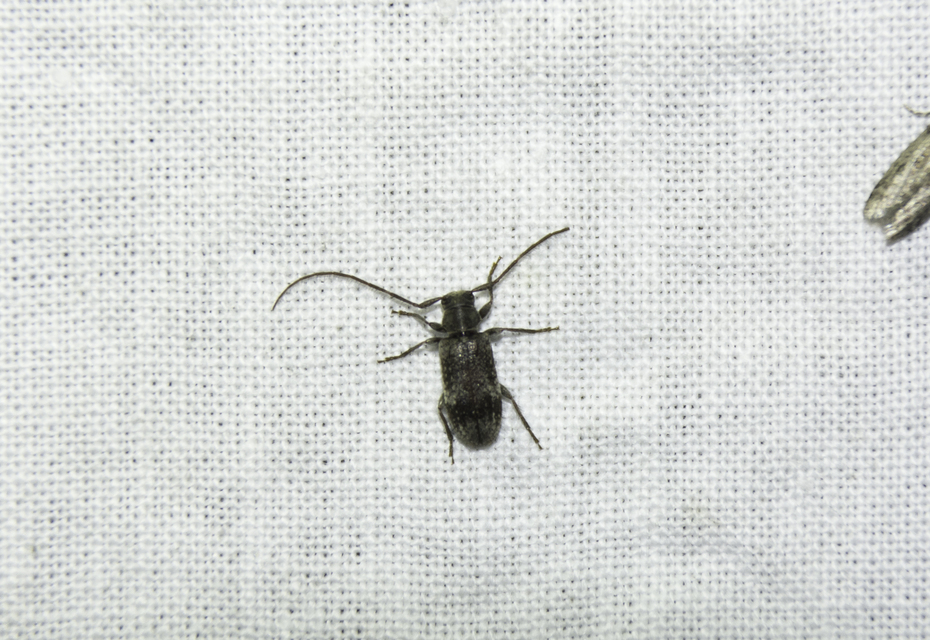 Exocentrus adspersus - tölgyfa-rőzsecincér