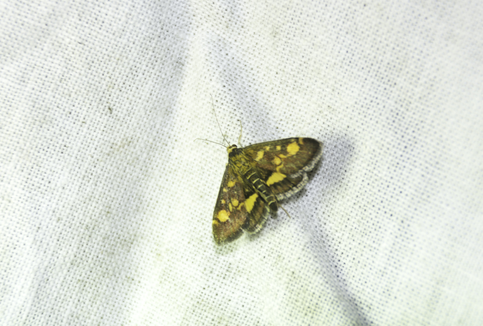 Pyrausta aurata - aranyló bíbormoly