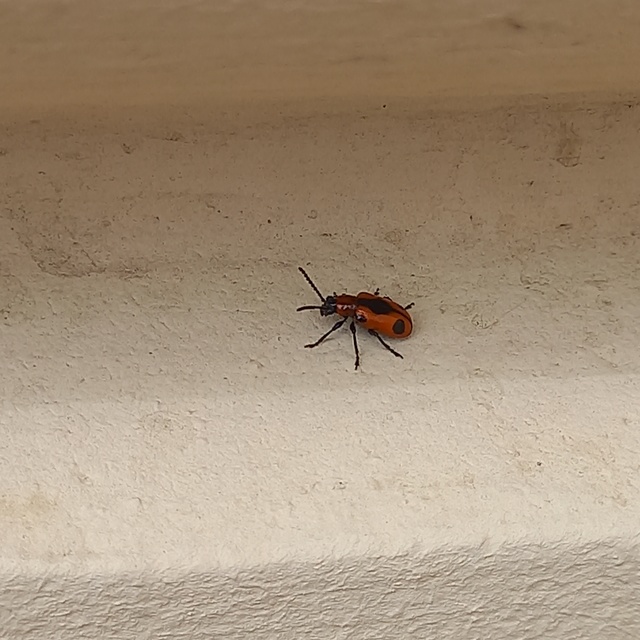 Crioceris quinquepunctata - ötpontos spárgabogár