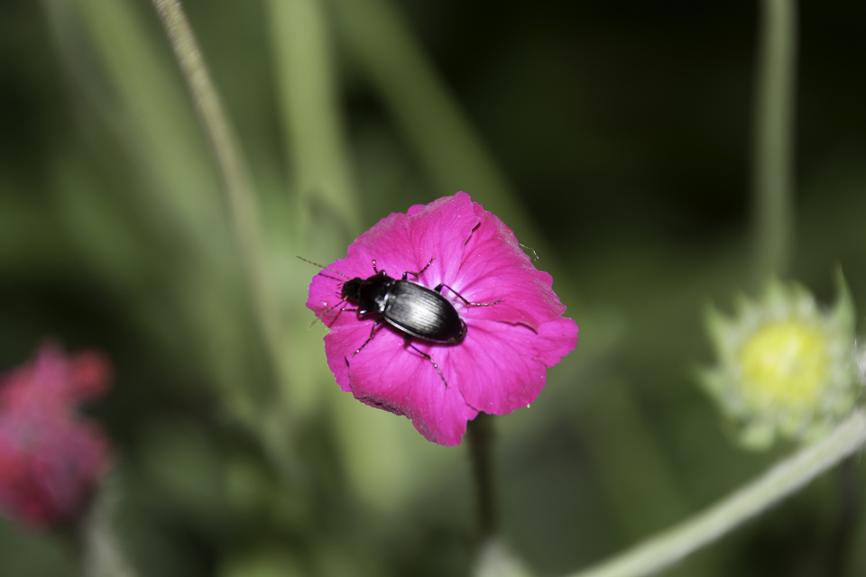 Calathus fuscipes - sokpontos tarfutó