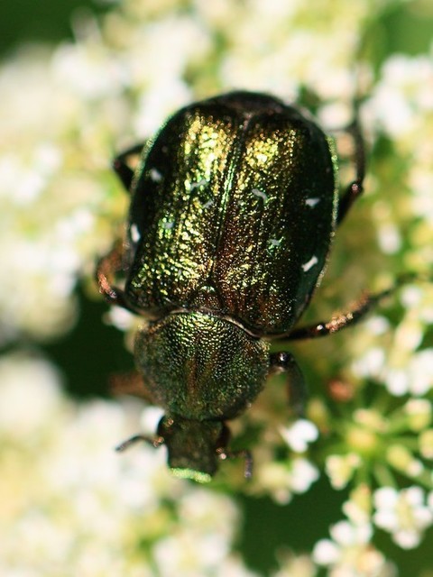 Gnorimus nobilis - hegyi virágbogár