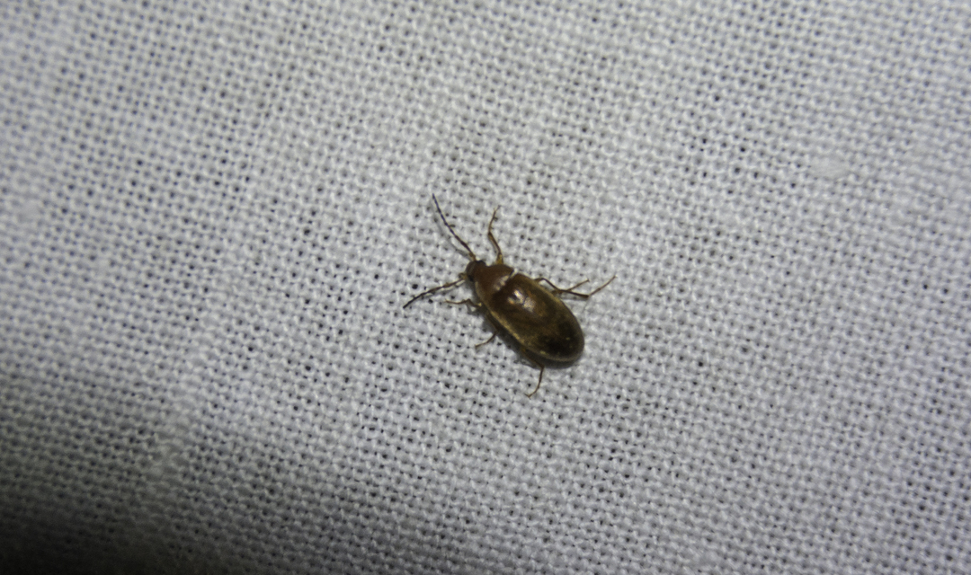 Isomira antennata - vastagcsápú alkonybogár