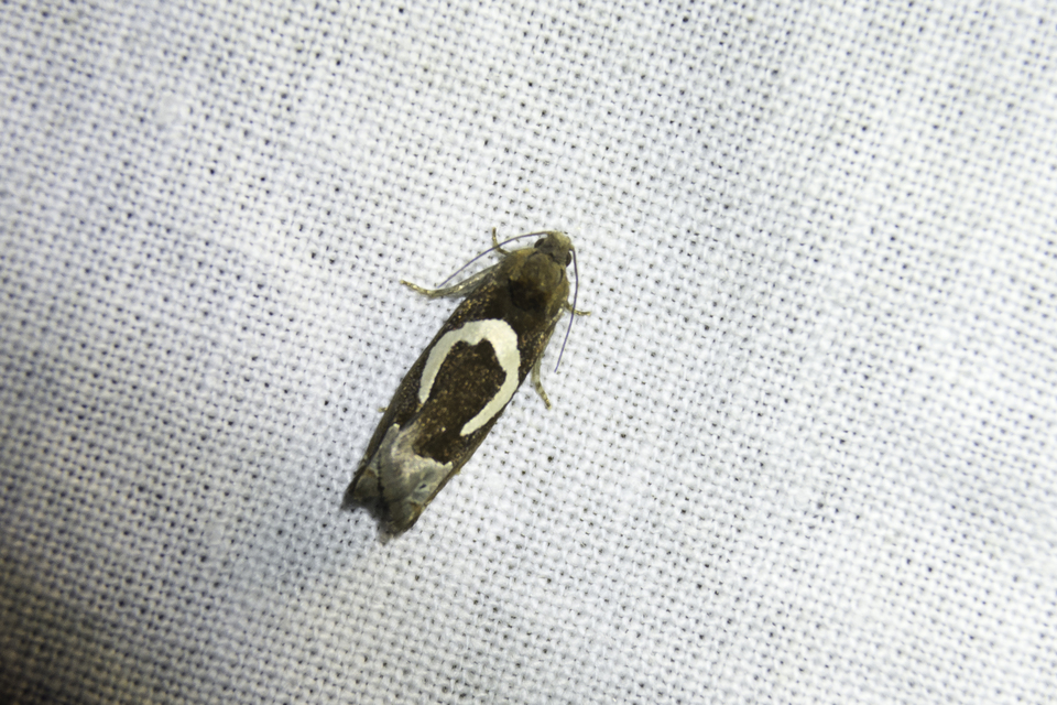 Epiblema foenella - kampósfoltú tükrösmoly