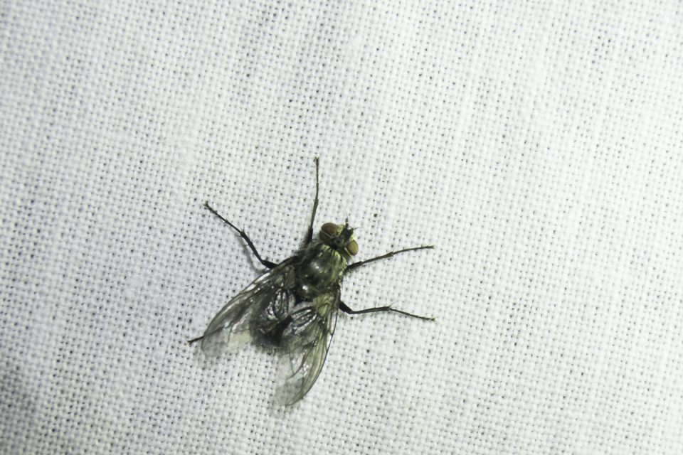 Muscidae - igazi legyek