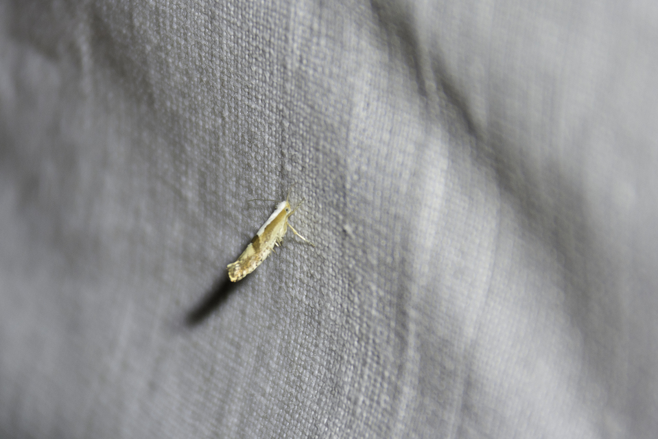 Argyresthia