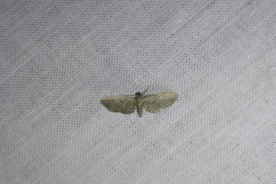 Eupithecia haworthiata - rozsdástestű törpearaszoló