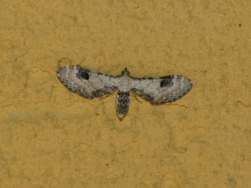 Eupithecia centaureata - búzavirág-törpearaszoló
