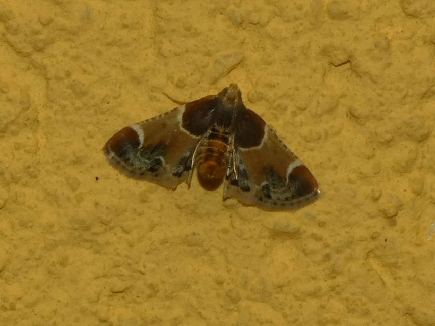 Pyralis farinalis - lisztilonca