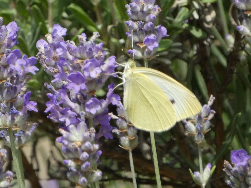 Pieris rapae - répalepke