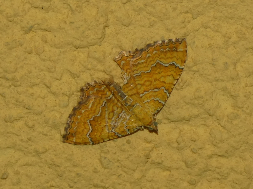 Camptogramma bilineata - kétvonalas sávosaraszoló