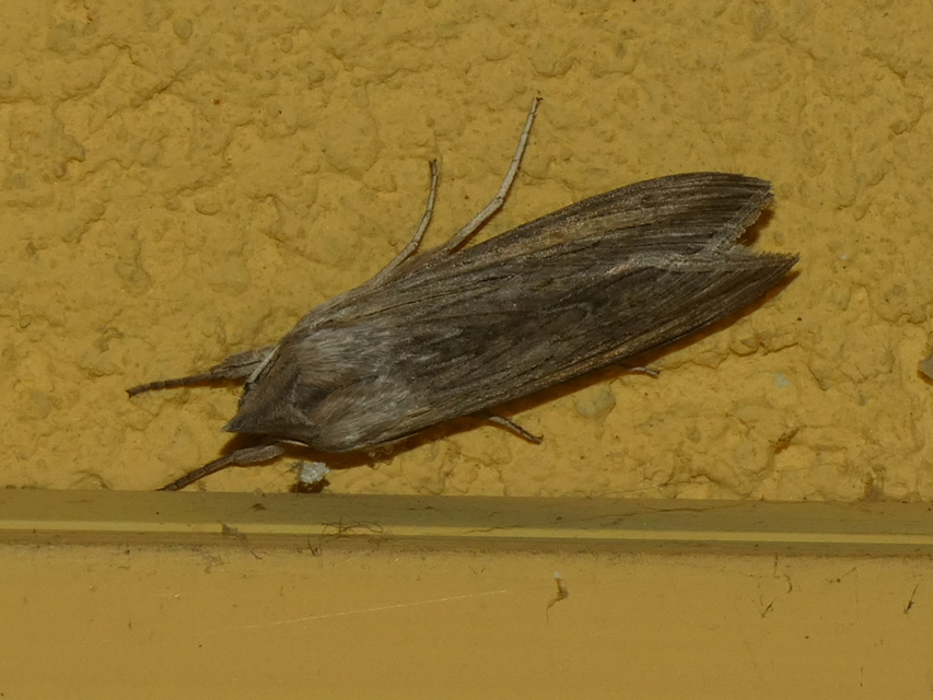 Cucullia umbratica - közönséges csuklyásbagoly