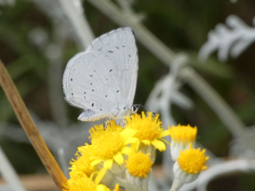 Celastrina argiolus - bengeboglárka
