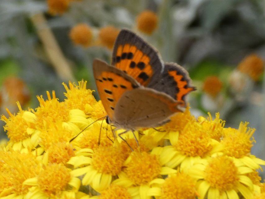 Lycaena phlaeas - közönséges tűzlepke