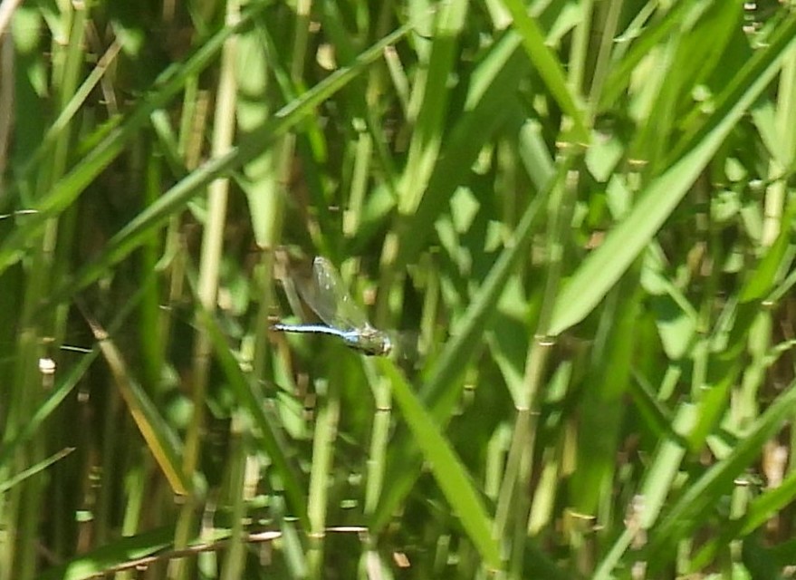 Anax imperator - zöld óriásacsa