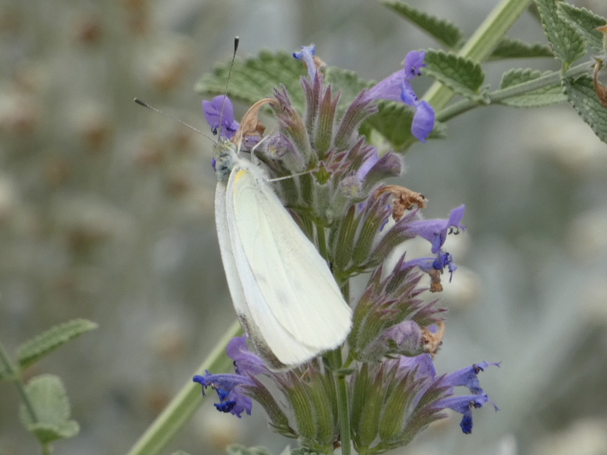 Pieris rapae - répalepke
