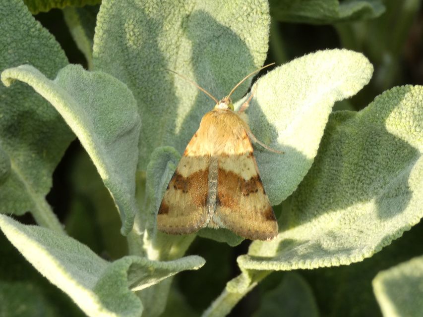 Heliothis viriplaca - mácsonyabagoly
