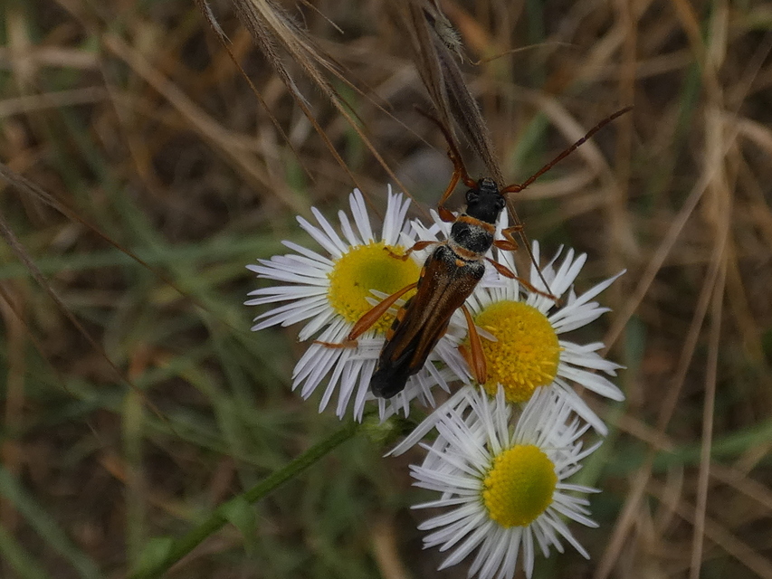Stenopterus flavicornis - sárgacsápú keskenyfedőscincér