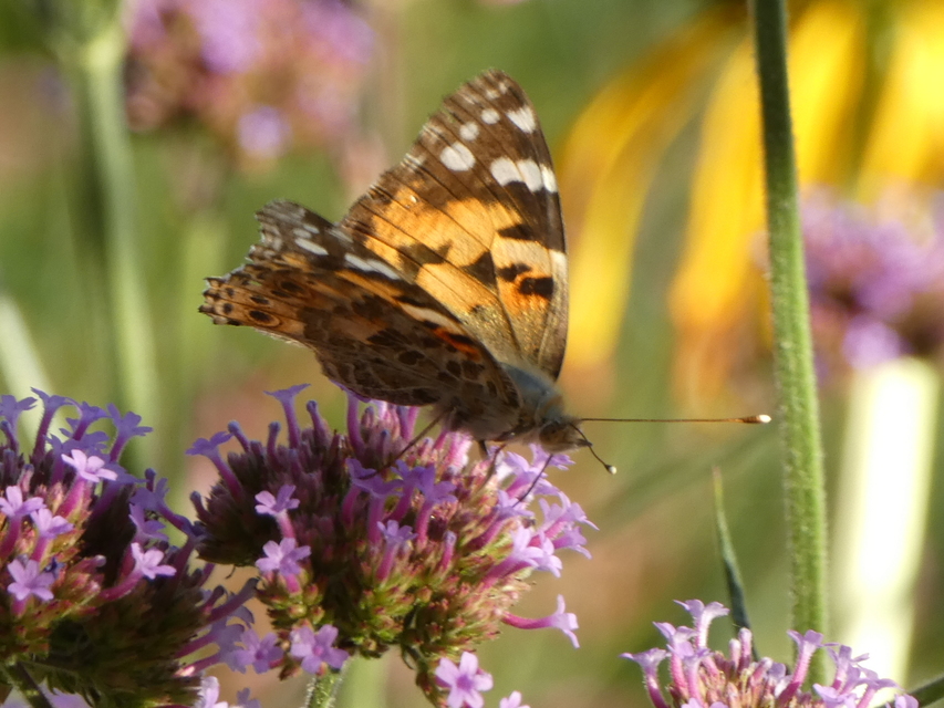 Vanessa cardui - bogáncslepke