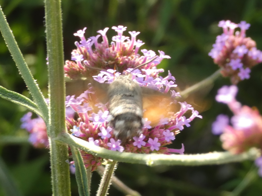 Macroglossum stellatarum - kacsafarkú szender