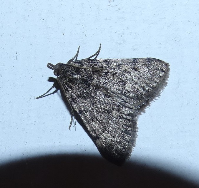 Aglossa pinguinalis - zsiradékmoly