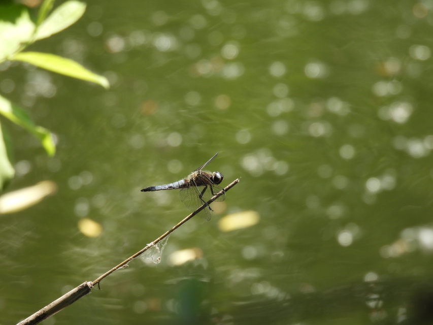 Libellula fulva - kisfoltos laposacsa