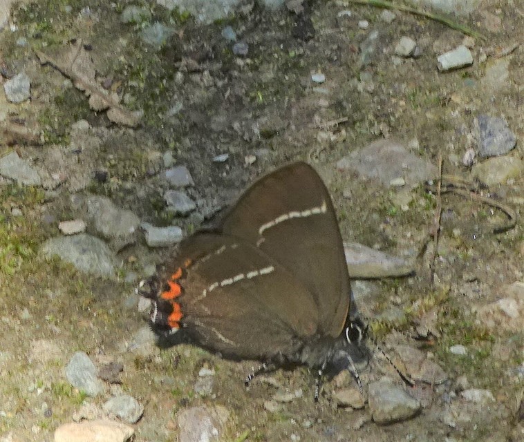 Satyrium w-album - szilfa-csücsköslepke