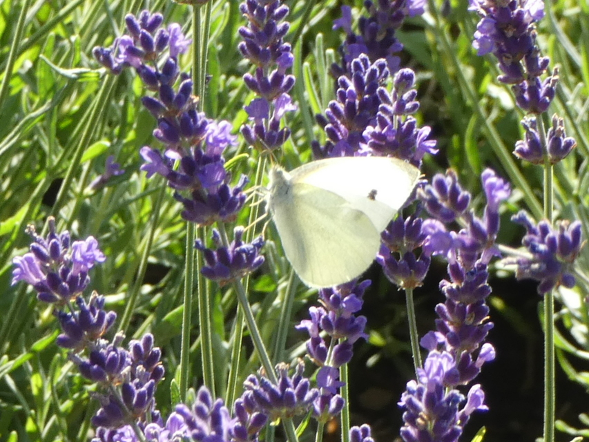 Pieris rapae - répalepke