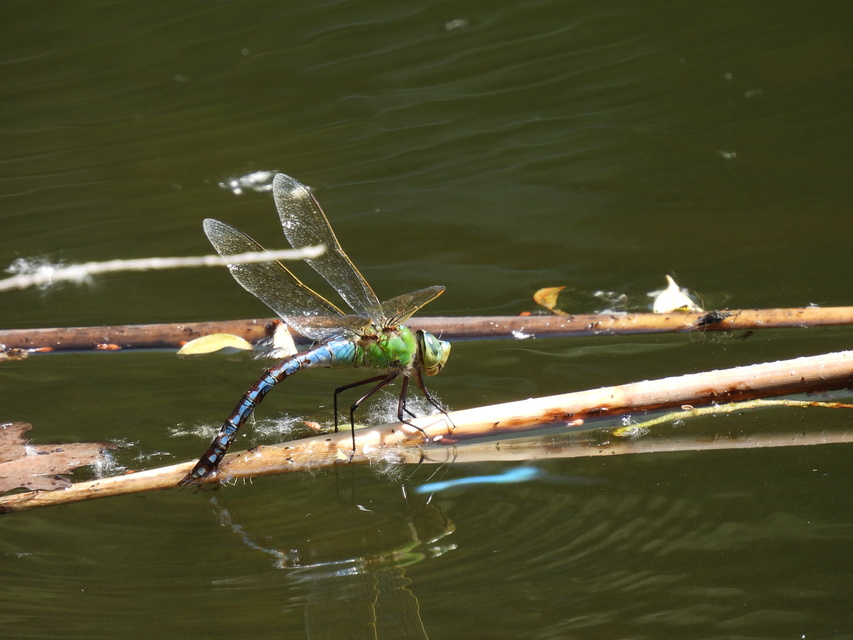 Anax imperator - zöld óriásacsa