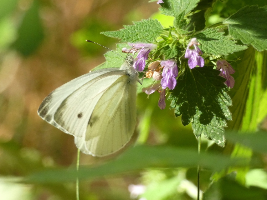 Pieris napi - repcelepke