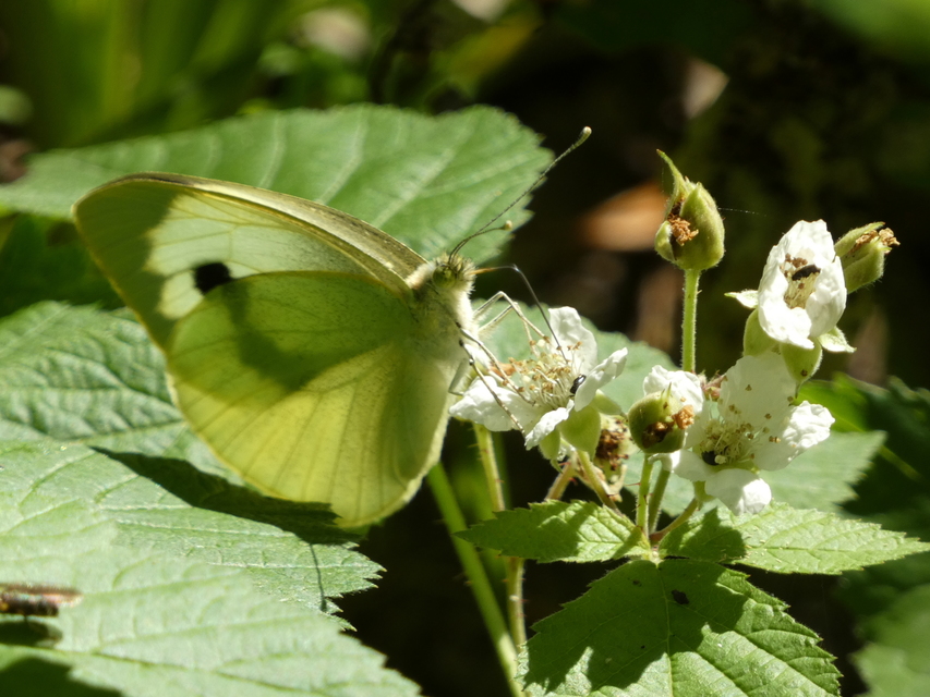 Pieris brassicae - káposztalepke
