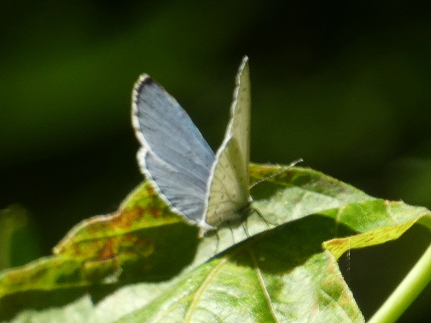 Celastrina argiolus - bengeboglárka