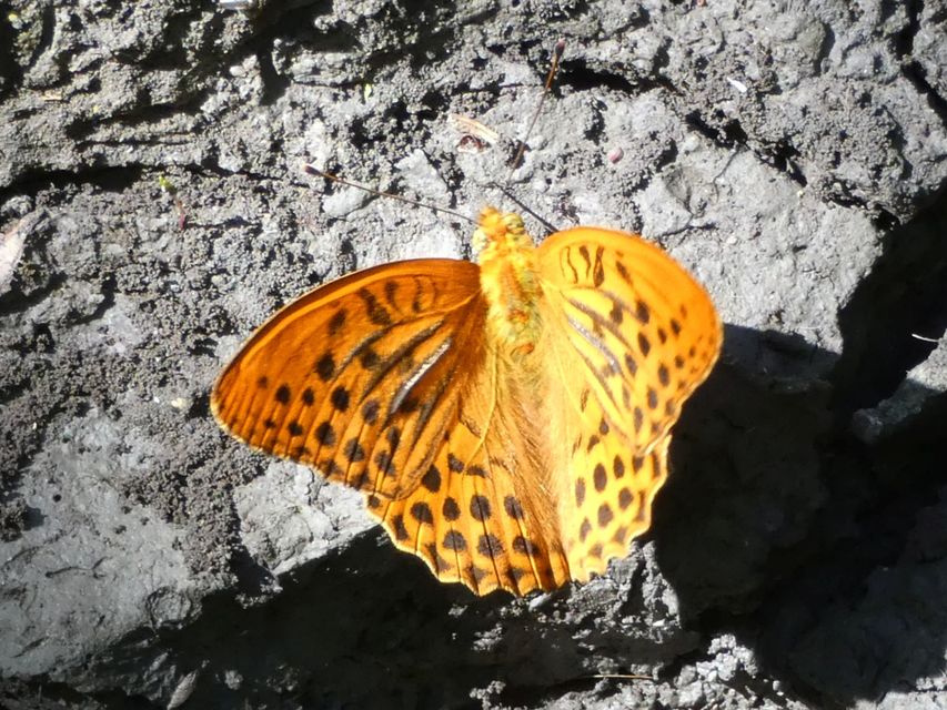 Argynnis paphia - nagy gyöngyházlepke