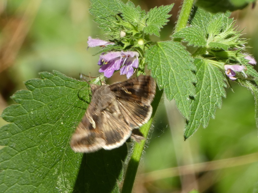 Autographa gamma - gammalepke