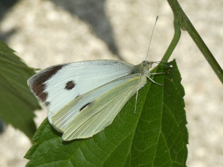 Pieris brassicae - káposztalepke