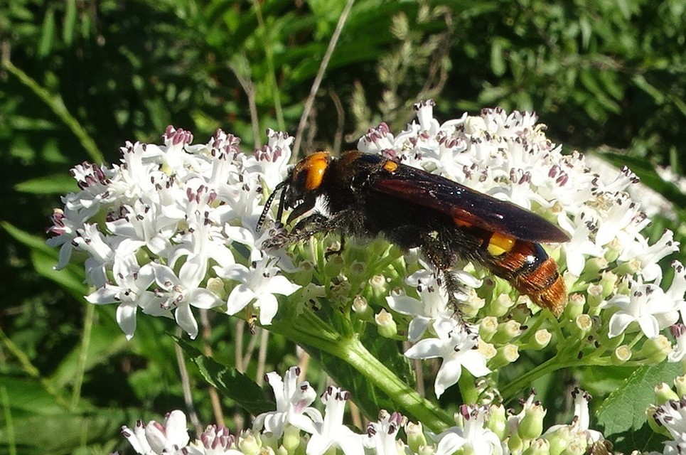Megascolia maculata - óriás-tőrösdarázs