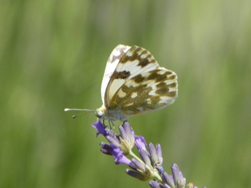 Pontia edusa - rezedalepke