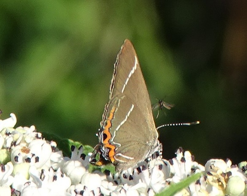 Satyrium w-album - szilfa-csücsköslepke