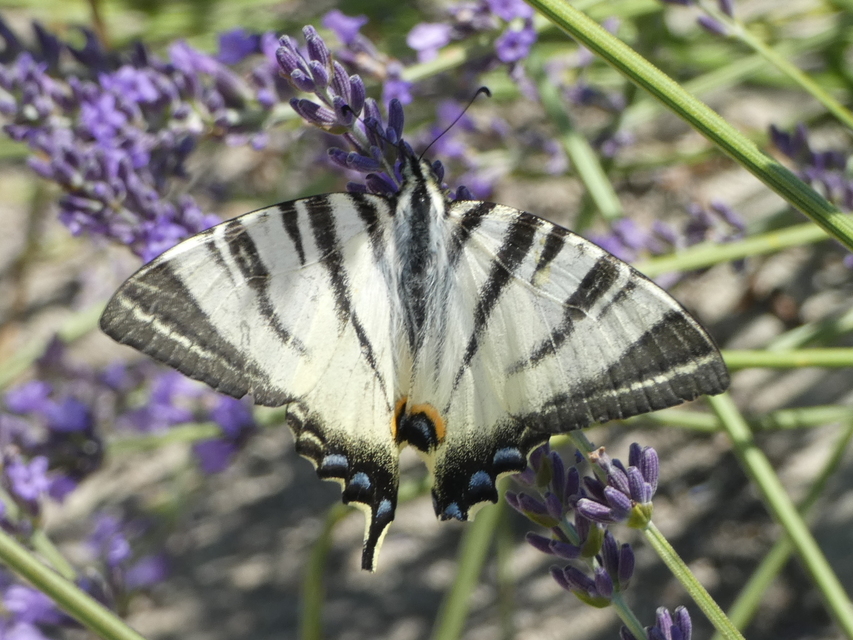 Iphiclides podalirius - kardoslepke