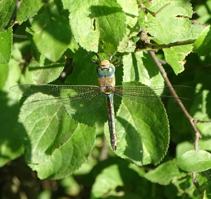 Anax parthenope - barna óriásacsa