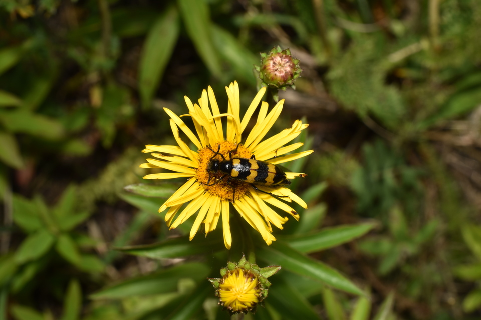 Mylabris variabilis - szalagos hólyaghúzó Mylabris variabilis - szalagos hólyaghúzó