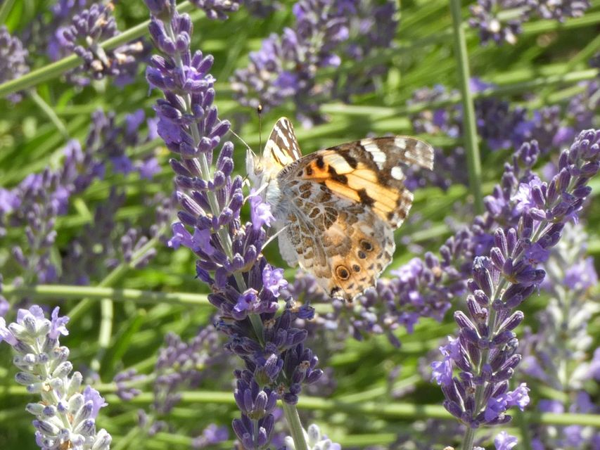 Vanessa cardui - bogáncslepke